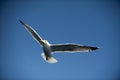 Seagull fishing