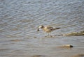 Seagull fishing crabs