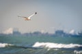 Seagull fishing on Lake Michigan in Chicago Royalty Free Stock Photo