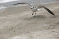 Seagull flapping across a beach Royalty Free Stock Photo