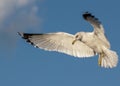 Seagull Hovering in Flight Royalty Free Stock Photo
