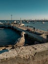 Seagull fledgling standing on a stone parapet facing the sea harbour in Cascais, Portugal Royalty Free Stock Photo