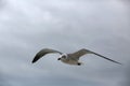 Seagull in flight Royalty Free Stock Photo