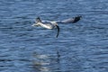 Seagull flies above water with fish.