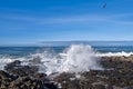 A seagull flies above the waves crashing on the rocks of the Pacific coast near Yachats, Oregon, USA Royalty Free Stock Photo