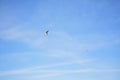 Seagull in the blue sky. Russia