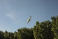 Seagull flies across sky. Flight of bird. Details of life in nature Royalty Free Stock Photo