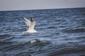 Seagull flies against the background of the dark blue sea. Royalty Free Stock Photo