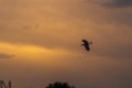 A seagull flies against a dark yellow sky covered with heaps of rain clouds at sunset. A symbol of an unbending Royalty Free Stock Photo