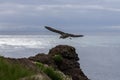 Seagull flies along the cliffs of Latrabjarg. Royalty Free Stock Photo