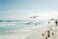 Seagull flies along the water. Caribbean tropical turquoise beach Cancun, playa del caren, Mayan Riviera Mexico