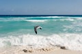 Seagull flies along the water. Caribbean tropical turquoise beach Cancun, playa del caren, Mayan Riviera Mexico