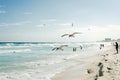 seagull flies along the water. Caribbean tropical turquoise beach Cancun, playa del caren, Mayan Riviera Mexico