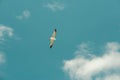 A seagull flies away against the background of blue sky and white clouds. Royalty Free Stock Photo