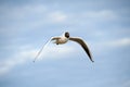 Seagull flies. Royalty Free Stock Photo