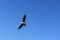 A seagull flies in the blue sky