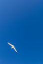 The seagull flies in the blue sky