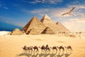 A seagull flies by the camel caravan with bedouins near the Pyramids of Egypt in the desert of Giza