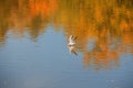 A seagull flies just above the surface and catches fish. His image is reflected in the water Royalty Free Stock Photo