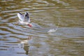 A seagull flies just above the surface of the pond and catches fish. His image is reflected in the water. The seagull has a fish Royalty Free Stock Photo