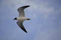 The seagull flies over the Amelia Island Beach as the sunrise comes to the shoreline