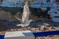 Seagull flies over the beach in Carvoeiro