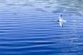 The seagull flies over the blue surface of the water. Water completely fills the screen. Bird over the sea Royalty Free Stock Photo