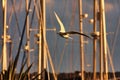 Seagull Flies Over The Harbor At Sunset Among The Sailing Masts