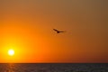 Seagull flies over the sea against the background of an orange sunset Royalty Free Stock Photo