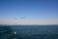 A seagull flies over the sea waves against the background of the blue sky Royalty Free Stock Photo