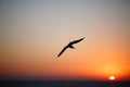 Seagull flies over the surface of sea at sunset Royalty Free Stock Photo