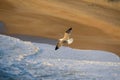 Seagull flies over the waves