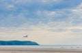 Seagull flies over Woolacombe beach