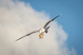 Seagull with a caught crab