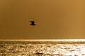 Seagull flies at sunset