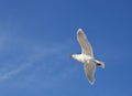 Seagull in flighh - Glaucous Gull Royalty Free Stock Photo