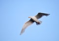 Seagull in flighh - Glaucous Gull Royalty Free Stock Photo