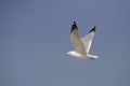 Seagull in Flight 1 Royalty Free Stock Photo