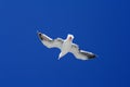 Seagull in Flight