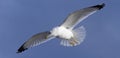 Seagull in Flight Royalty Free Stock Photo