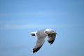 Seagull in flight Royalty Free Stock Photo