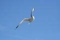 Seagull in Flight