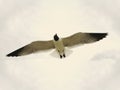 Seagull in flight