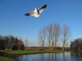 Seagull in flight