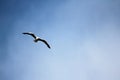 Seagull flight above the ocean Royalty Free Stock Photo