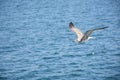 Seagull in Flight Above the Ocean Royalty Free Stock Photo