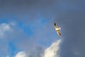 Seagull in flight against a background of blue sky with black clouds Royalty Free Stock Photo