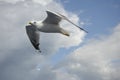 Seagull in flight against the background of obak and sky. Royalty Free Stock Photo