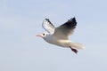 Seagull in flight against the background of the sky Royalty Free Stock Photo