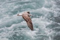 Seagull in flight against the background of water, over the blue sea . Royalty Free Stock Photo